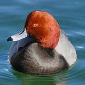 Redhead